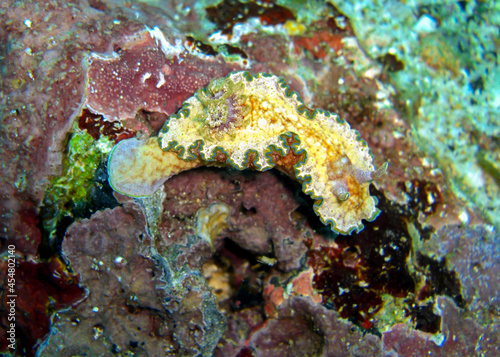 Seaslug or Nudibranch (Glossodoris Cincta) in the filipino sea 21.2.2012 photo