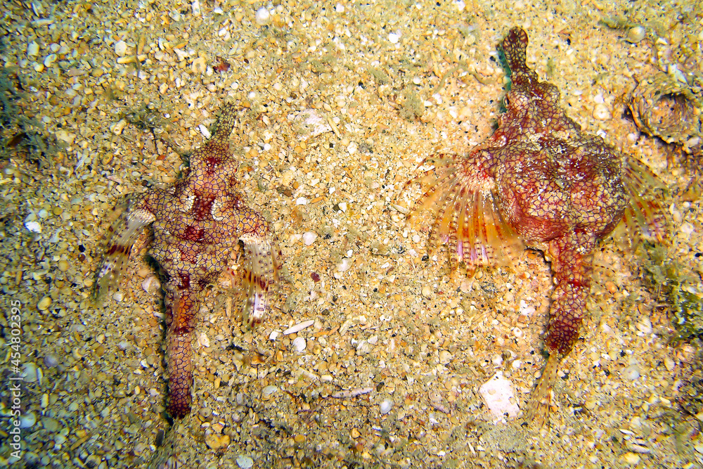 Unknown fish in the filipino sea 24.10.2011
