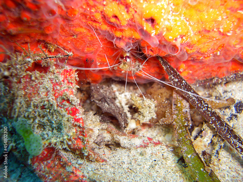 Anemone Shrimp in the filipino sea 13.1.2012