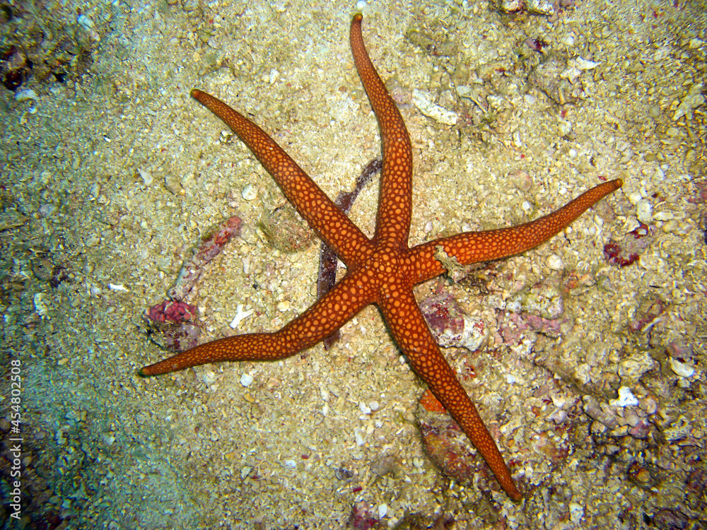 Sea star in the filipino sea 23.10.2011 Sea star in the filipino sea 23.10.2011