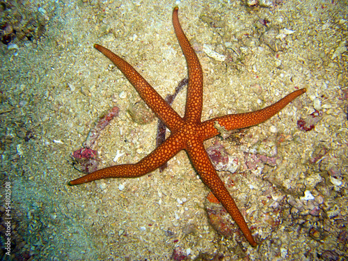 Sea star in the filipino sea 23.10.2011 © Robert