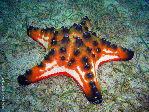 Chocolate chip sea star (Protoreaster Nodosus) in the filipino sea 13.12.2011 photo