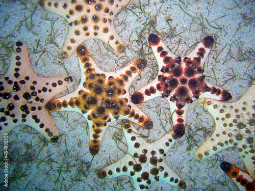 Chocolate chip sea star (Protareaster Nodosus) in the filipino sea 13.12.2011 photo