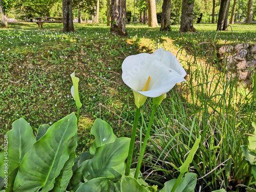 Pretty corner of the park colonized by splendid Arums, a majestic white funnel-shaped flower with an elongated yellow heart photo