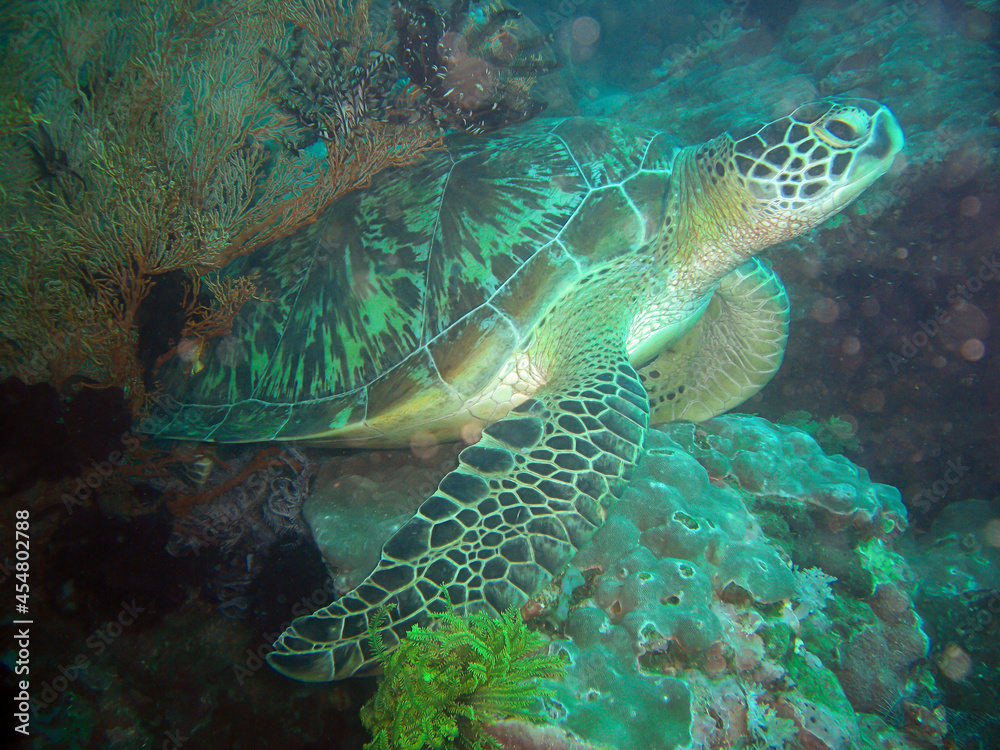 Obraz premium Sea Turtle (Chelonia) in the filipino sea 5.2.2012