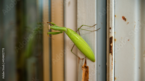 Obraz na plátně Close-up of an overly curious praying mantis spying out the window