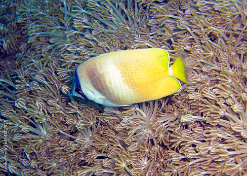 Blacklip Butterflyfish (Chaetodon Kleinii) in the filipino sea 6.2.2012 photo