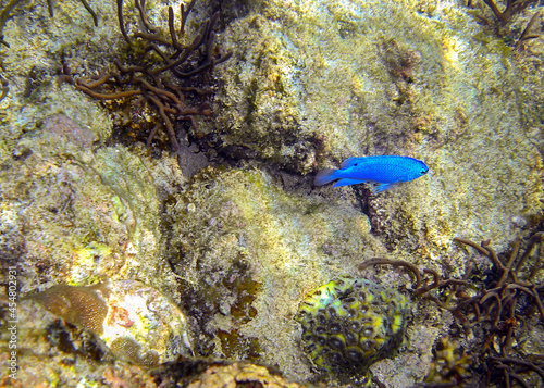 Unknown fish in the filipino sea 11.2.2012