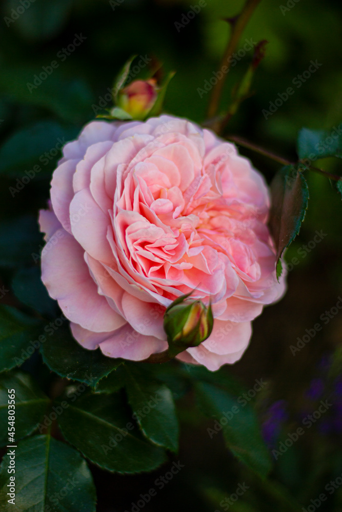 Fototapeta premium rose of the Afternoon Delight variety. German selection. Pink-apricot colored rose with an old-fashioned flower.