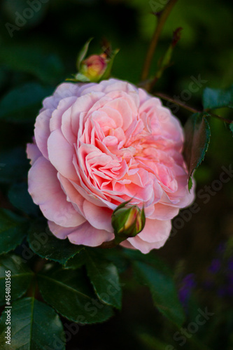 rose of the Afternoon Delight variety. German selection. Pink-apricot colored rose with an old-fashioned flower.