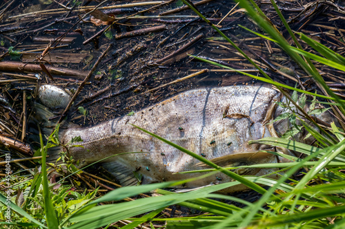 dead rotten fish on shore of polluted lake. ecological disaster and pestilence of silver carp