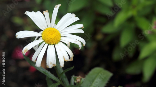 Closeup shot of a chamomile on a blurred background photo