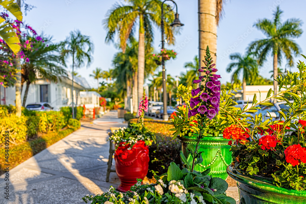 Downtown street sidewalk path at sunset in Naples, Florida with potted foxglove digitalis purple flowers and geranium pots outside outdoors in tropical climate