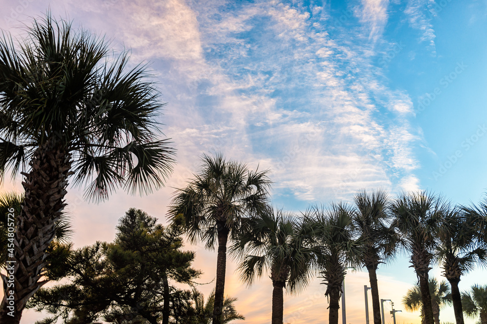 Silhouettes of palm trees and branch leaves in sky at Myrtle Beach, South Carolina with yellow orange blue sky pastel colors of clouds