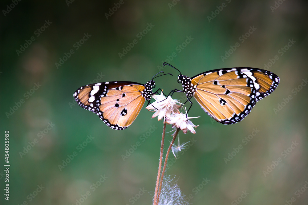 Obraz premium Danaus chrysippus, also known as the plain tiger, African queen, or African monarch, is a medium-sized butterfly widespread in Asia, Australia and Africa. It belongs to the Danainae subfamily of the 