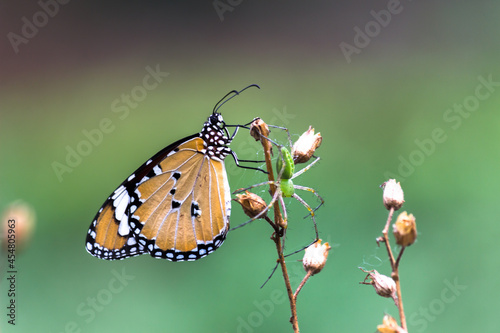 Danaus chrysippus, also known as the plain tiger, African queen, or African monarch, is a medium-sized butterfly widespread in Asia, Australia and Africa. It belongs to the Danainae subfamily of the  © Robbie Ross