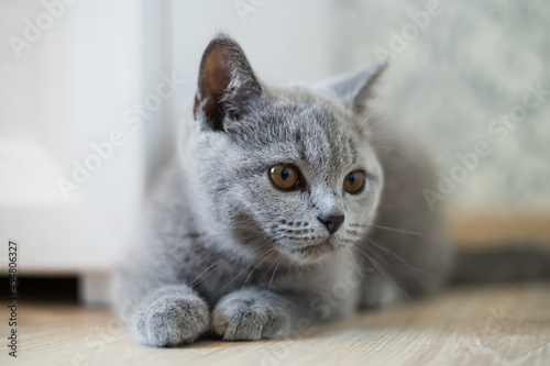 Grey cat luing on the floor attentevily looking on the right.