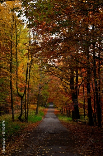 droga przez las © Piotr Łaskawski