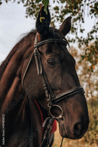 A brown saddled horse looks away on an autumn foggy morning