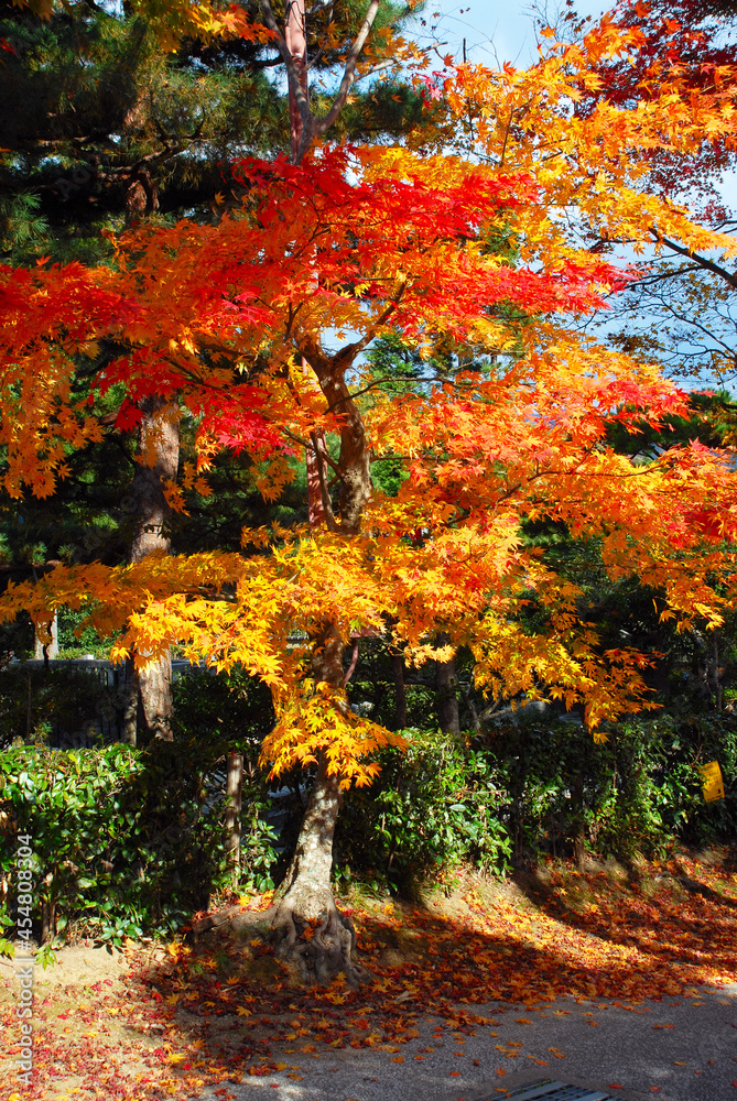 Naklejka premium 嵯峨野の紅葉 京都市