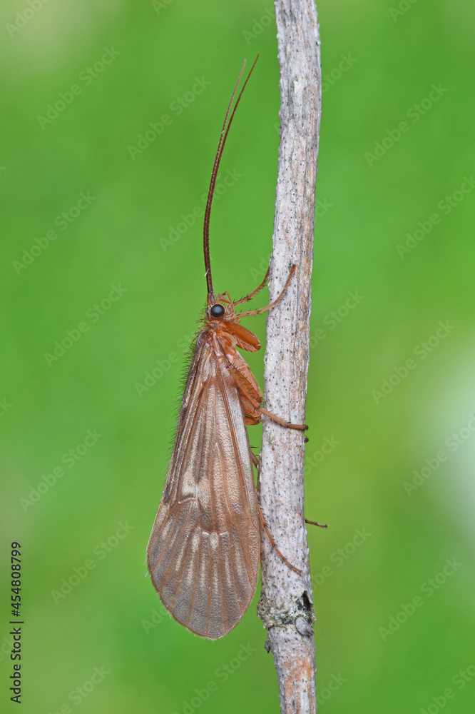 Pilzkopf-Köcherjungfer (Anabolia nervosa)