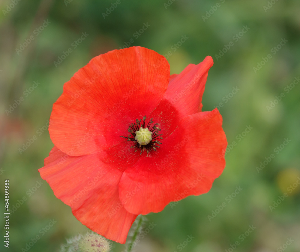 a bright red poppy (Papaver rhoeas) flower growing on Salisbury Plain, Wiltshire UK a bright red poppy (Papaver rhoeas) flower growing on Salisbury Plain, Wiltshire UK