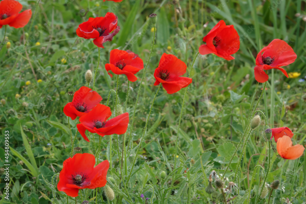 bright red poppy flowers (Papaver rhoeas) growing wild on Salisbury Plain, Wiltshire UK bright red poppy flowers (Papaver rhoeas) growing wild on Salisbury Plain, Wiltshire UK