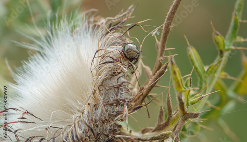 Chrysolina banksii (Fabricius, 1775) beetle feeding on the beautiful fluffy seed flower heads of the Creeping Thistle (Cirsium arvense) growing wild on Salisbury Plain, UK photo