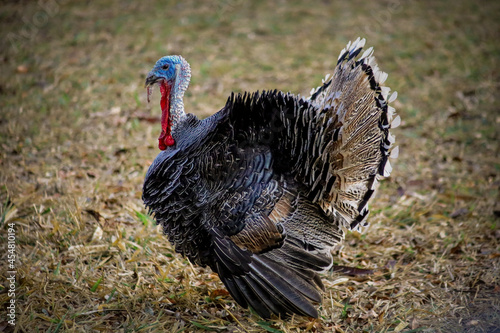 the turkey-cock