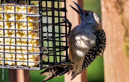 Fotografija Red-Bellied Woodpecker on the suet feeder