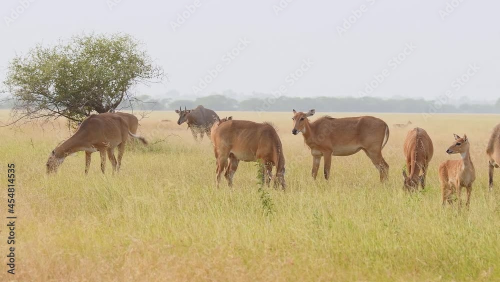 full shot of female nilgai or blue bull or Boselaphus tragocamelus big herd or group in grassland of tal chhapar sanctuary rajasthan india full shot of female nilgai or blue bull or Boselaphus tragocamelus big herd or group in grassland of tal chhapar sanctuary rajasthan india