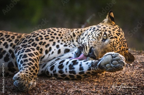 YM - 16 - Lucas The Leopard in The Jungle Yala   Sri Lanakq