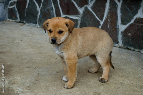 Lonely cold brown puppy with sad eyes close-up outside near a wall of a house on a concrete. Hungry little puppy. Abandoned sad dog in the street.
