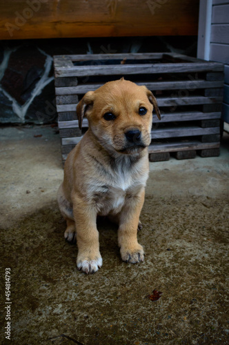 Lonely cold brown puppy with sad eyes close-up outside near a wall of a house on a concrete. Hungry little puppy. Abandoned sad dog in the street.