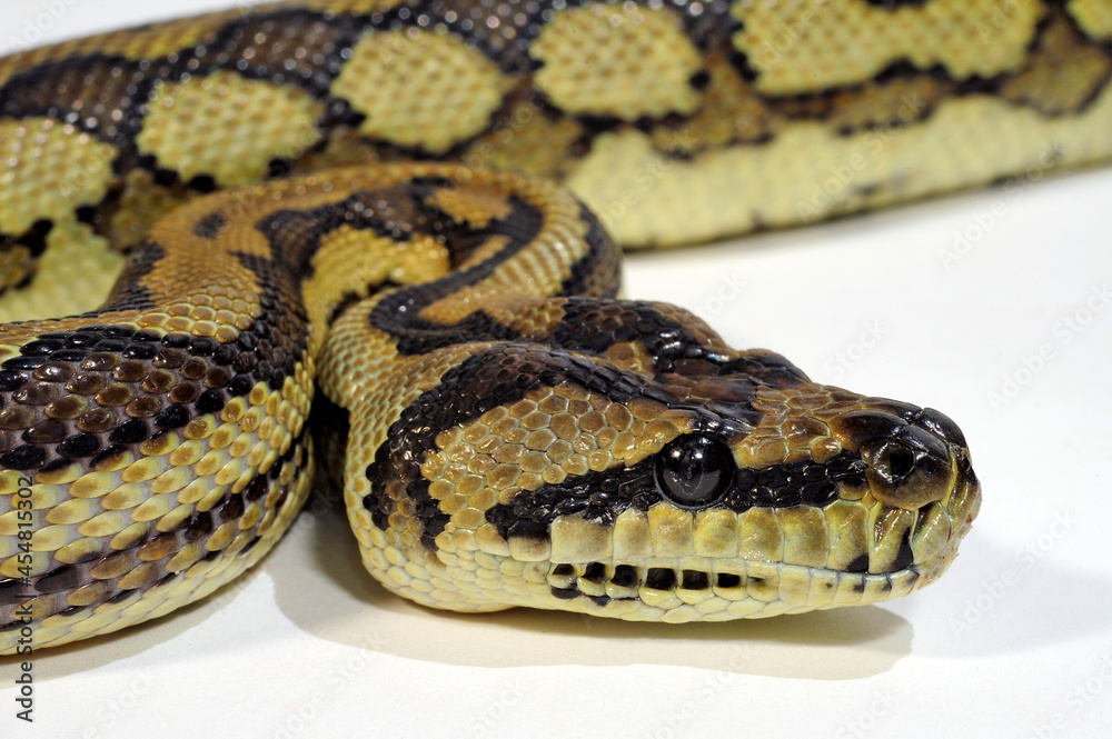 Carpet python // Teppichpython (Morelia spilota) Carpet python // Teppichpython (Morelia spilota)