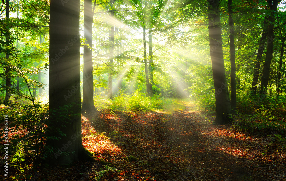 Obraz premium Morning in the forest