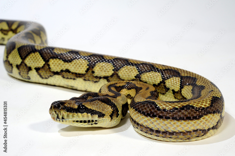 Obraz premium Teppichpython // Carpet python (Morelia spilota)