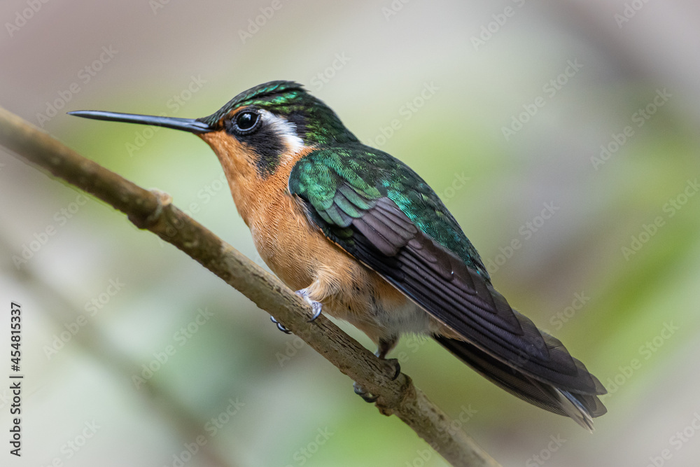 Fototapeta premium Orange Hummingbird