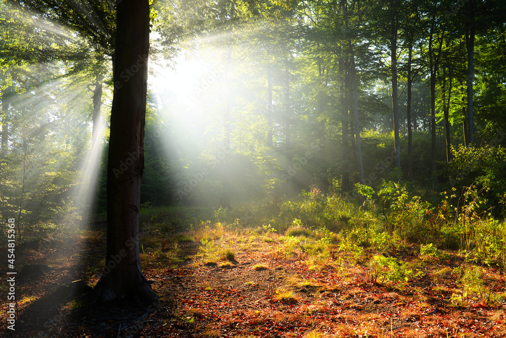 Morning in the forest Morning in the forest