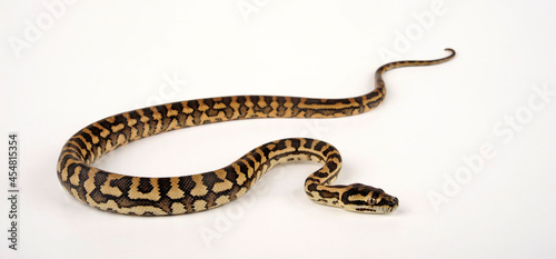 Carpet python // Teppichpython (Morelia spilota)