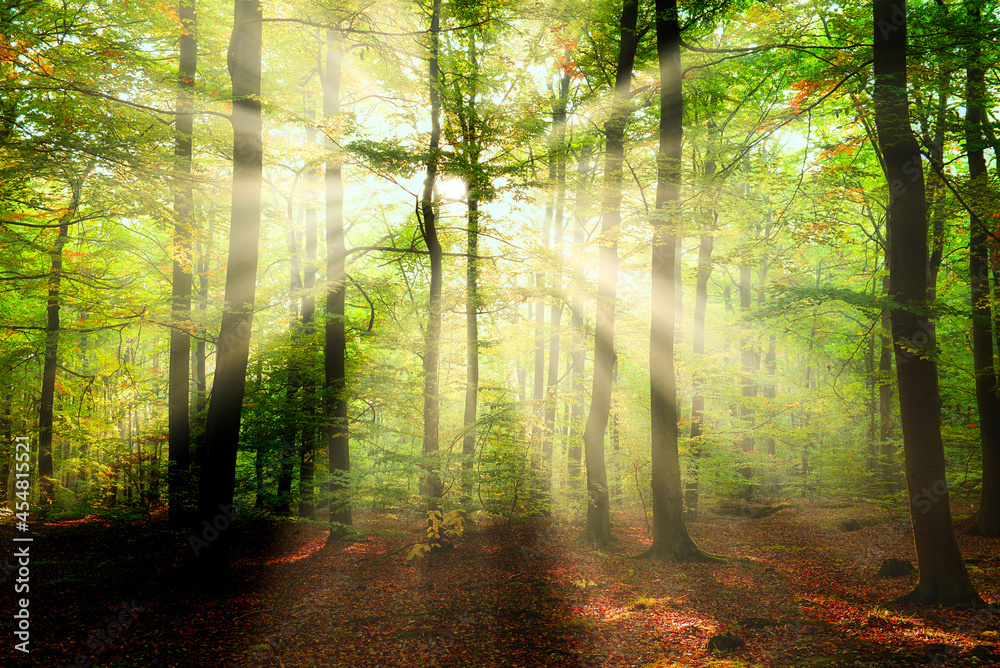 Obraz premium Morning in the forest