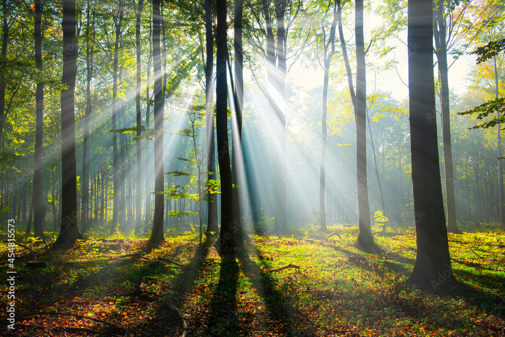 Naklejka premium Morning in the forest