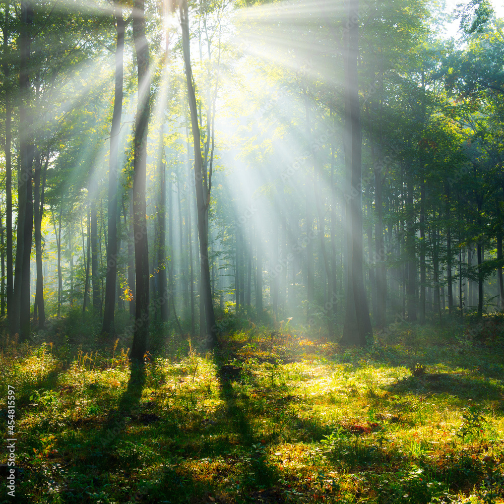 Obraz premium Morning in the forest