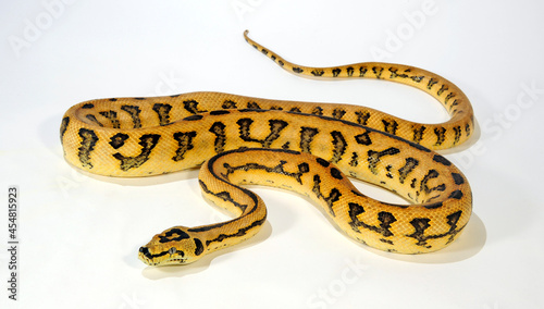 McDowell´s Teppichpython // McDowell's carpet python (Morelia spilota macdowelli) photo