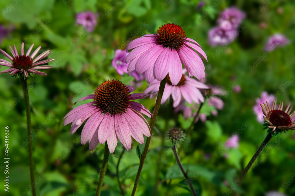 Cone flower, Echinacea purpurea, medicinal plant Cone flower, Echinacea purpurea, medicinal plant