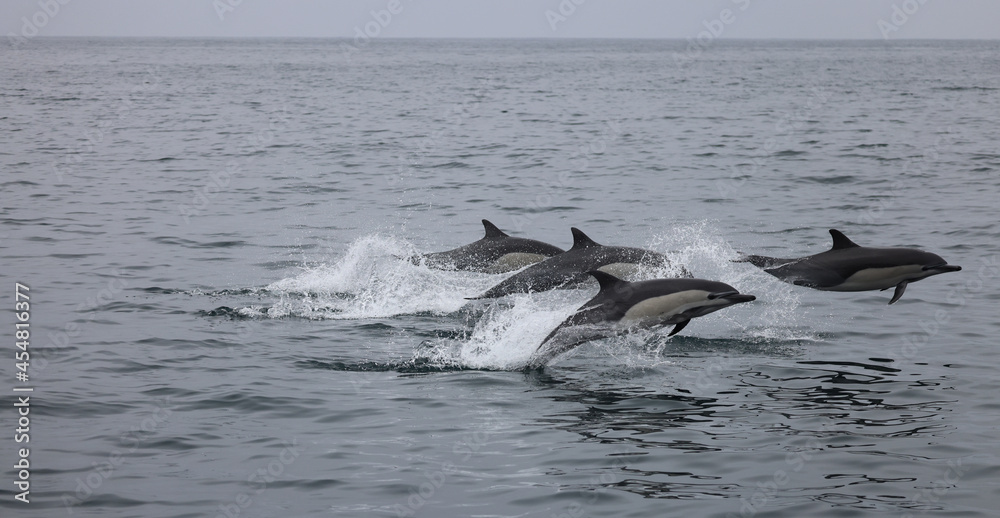 Fototapeta premium dolphins jumping