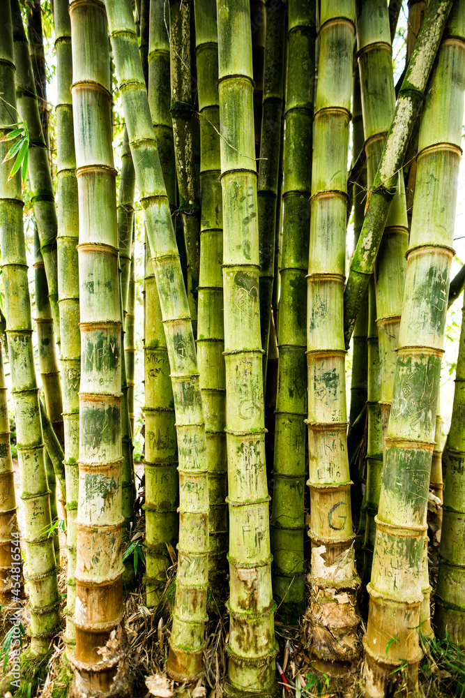 Bamboo Bamboo