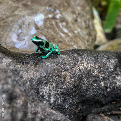 frog on the leaf