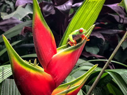 RED-EYED FROG