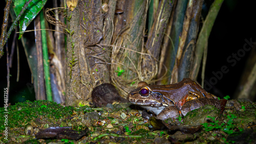 BULL FROG
